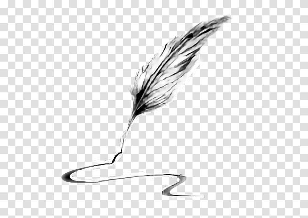 Quill Clipart Pluma Write Feather, Bird, Animal, Person, Human Transparent Png