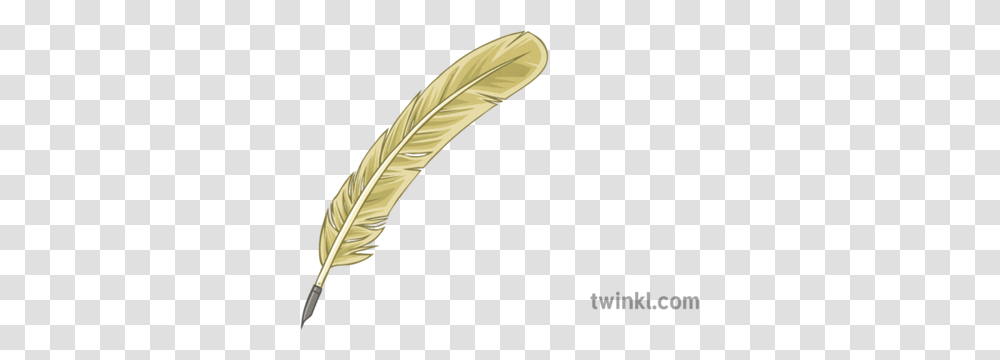Quill Illustration Twinkl Calligraphy, Bow, Ivory, Gold Transparent Png