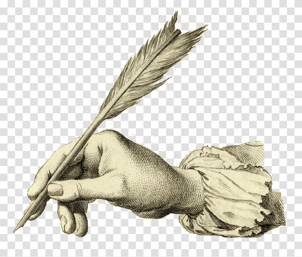 Quill Pen, Drawing, Sketch Transparent Png