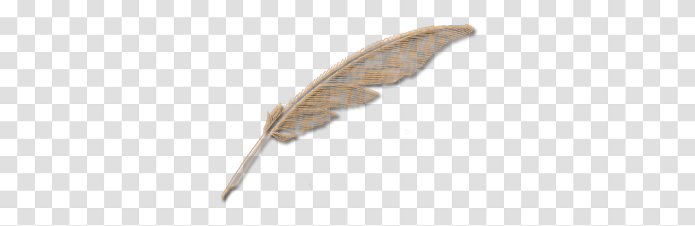 Quill Pen Feather, Clothing, Apparel, Bird, Animal Transparent Png