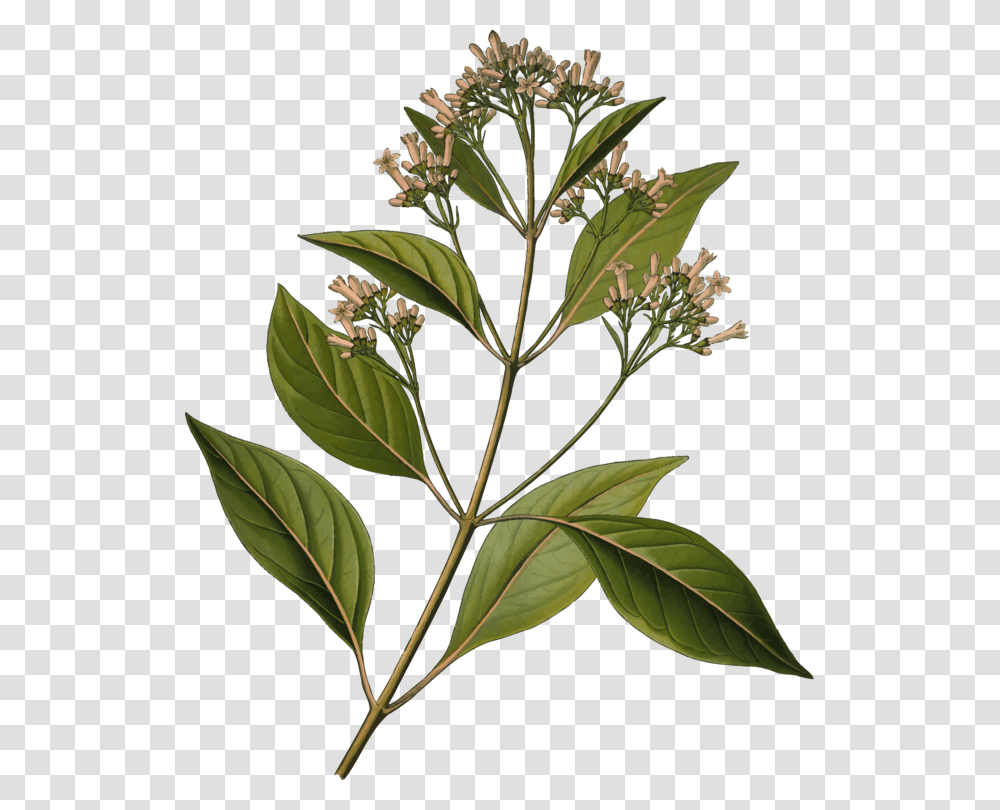 Quinine Cinchona Pubescens Bark Tonic Water Medicinal Plants Free, Acanthaceae, Flower, Blossom, Annonaceae Transparent Png