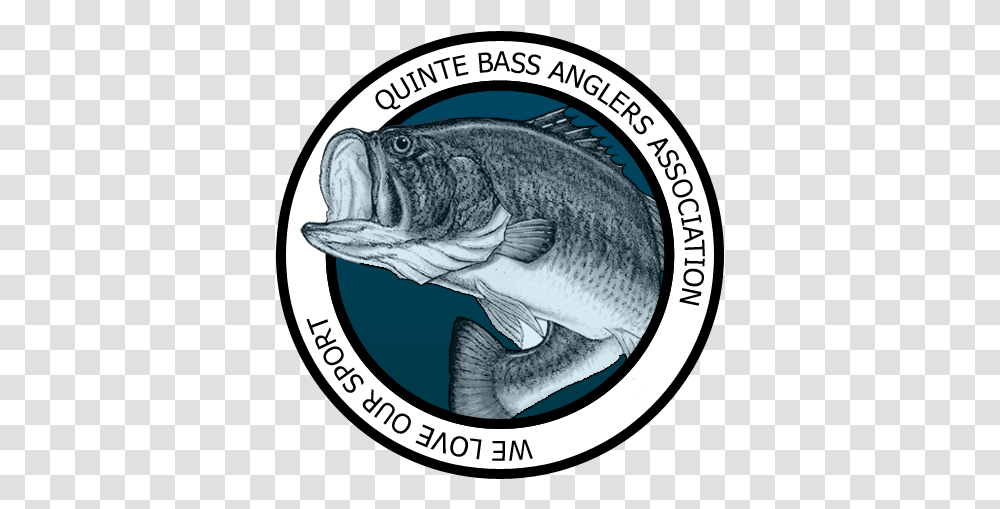 Quinte Bass Anglers Fishing Club Fish Bass, Animal Transparent Png