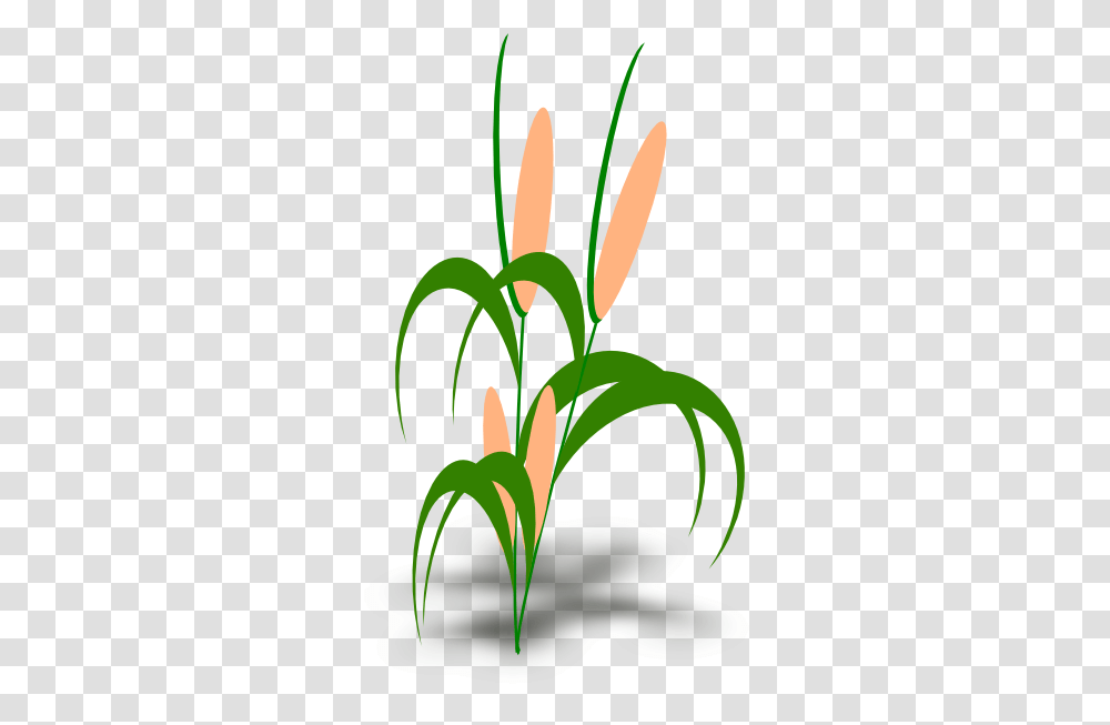 Quiparsmana Plant Clip Art, Flower, Blossom, Leaf, Amaryllidaceae Transparent Png