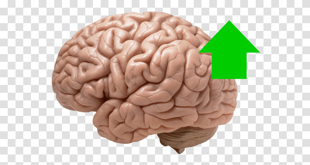 Quotes Brain Looks Like, Super Mario, Person, Human, Toad Transparent Png