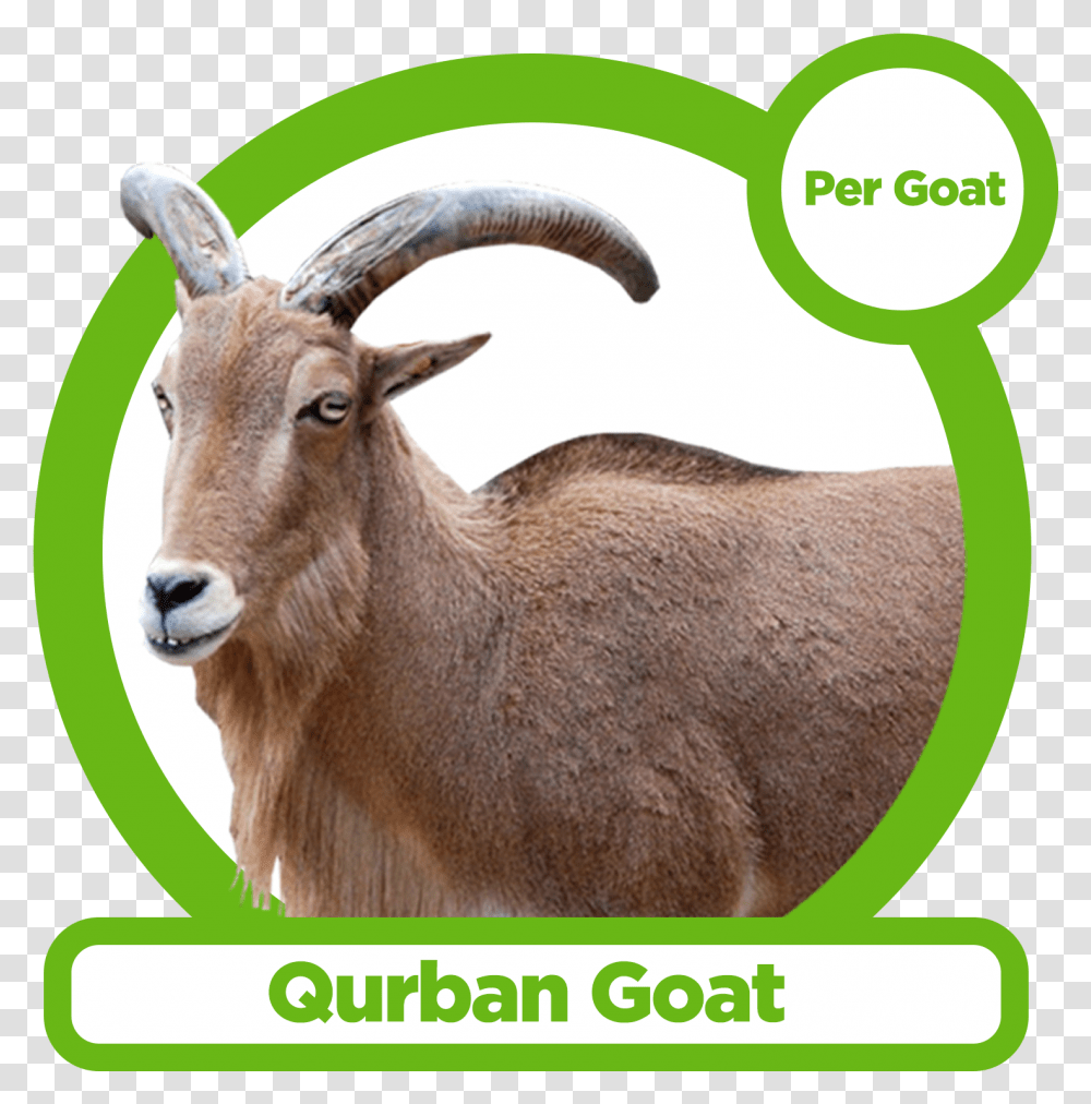 Qurban Goat Goat, Antelope, Wildlife, Mammal, Animal Transparent Png
