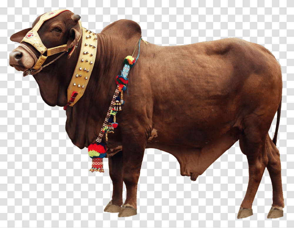 Qurbani Cow File Download Qurbani Background, Bull, Mammal, Animal, Horse Transparent Png