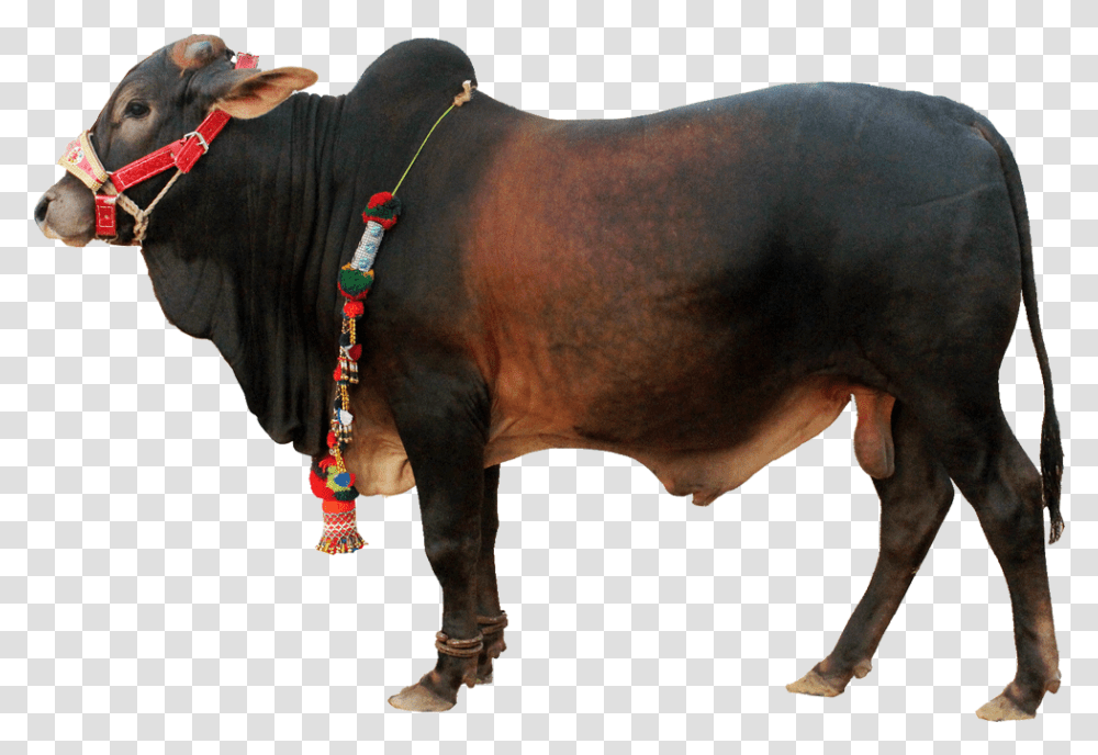 Qurbani Cow Pic, Bull, Mammal, Animal, Ox Transparent Png