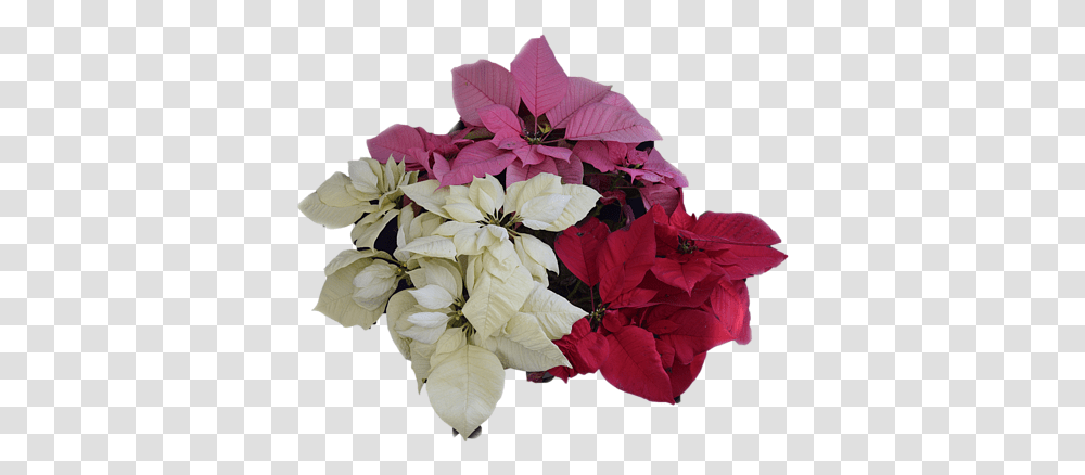 R Allen Swezey Lovely, Plant, Flower, Blossom, Flower Bouquet Transparent Png