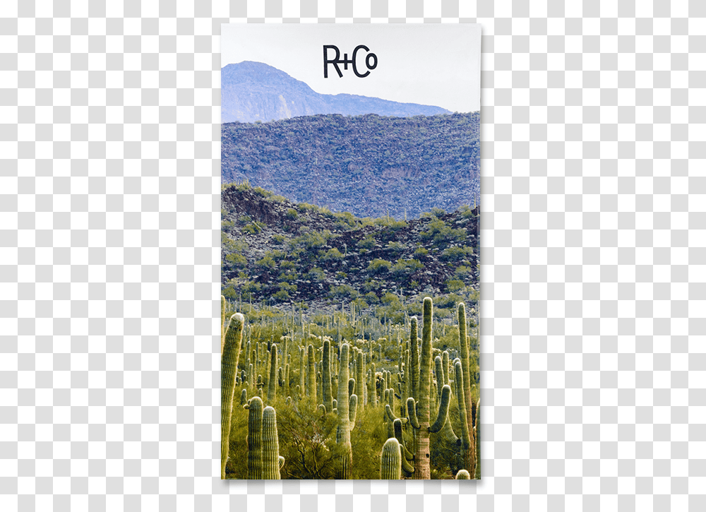 R Co, Plant, Cactus, Outdoors Transparent Png