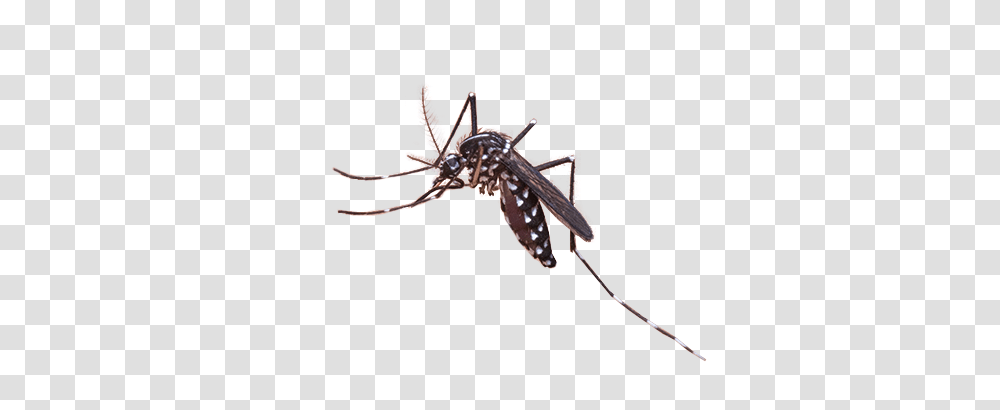 R Mosquito, Insect, Animal, Invertebrate, Cricket Insect Transparent Png