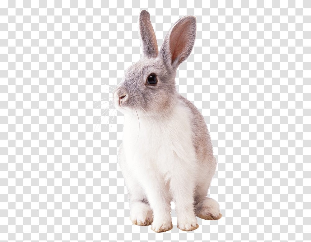 Rabbit 960, Animals, Mammal, Rodent, Cat Transparent Png