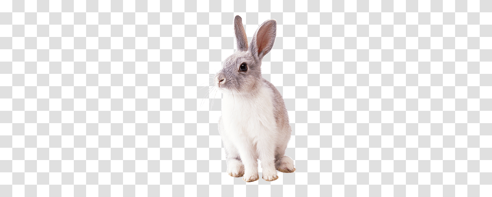 Rabbit Nature, Mammal, Animal, Rodent Transparent Png