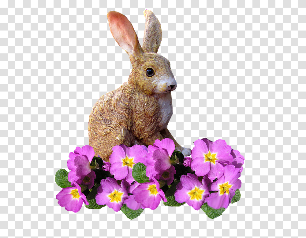 Rabbit 960, Flower, Plant, Blossom, Geranium Transparent Png