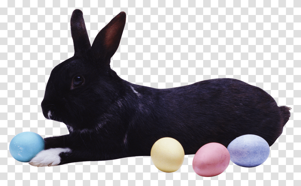 Rabbit, Animal, Mammal, Rodent, Cat Transparent Png