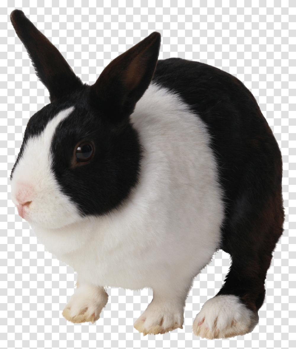 Rabbit, Animals, Cat, Pet, Mammal Transparent Png