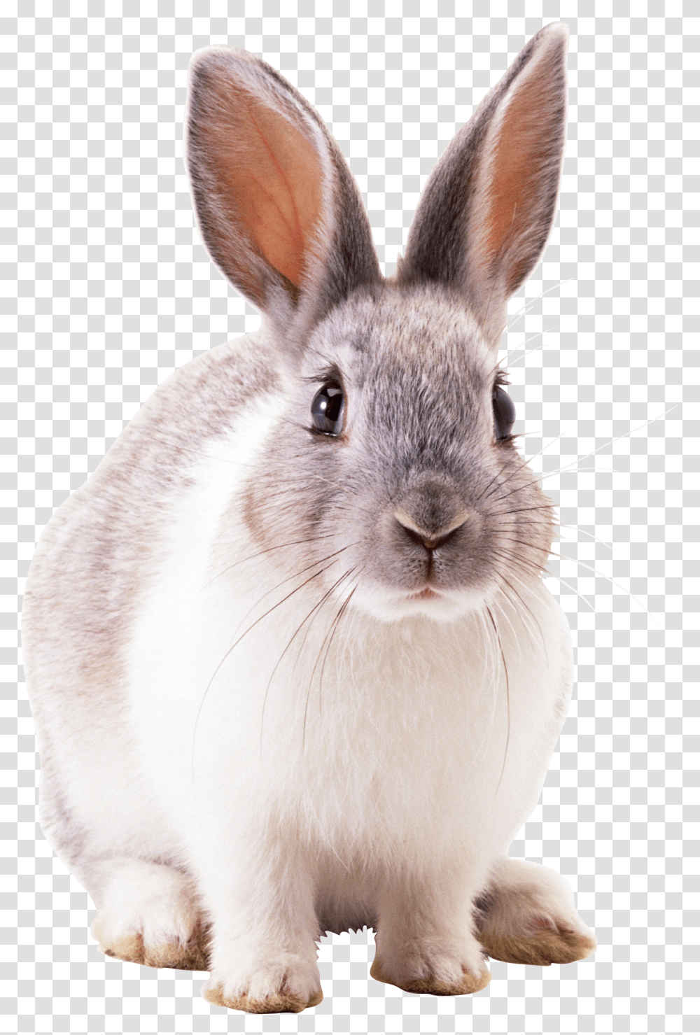 Rabbit, Animals, Cat, Pet, Mammal Transparent Png