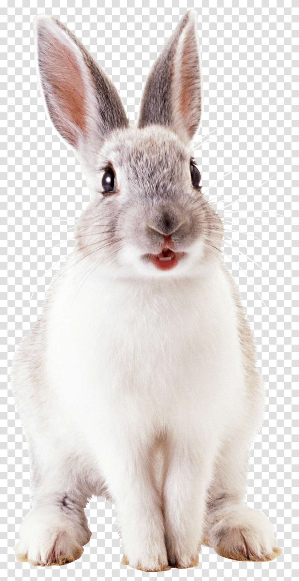 Rabbit, Animals, Cat, Pet, Mammal Transparent Png