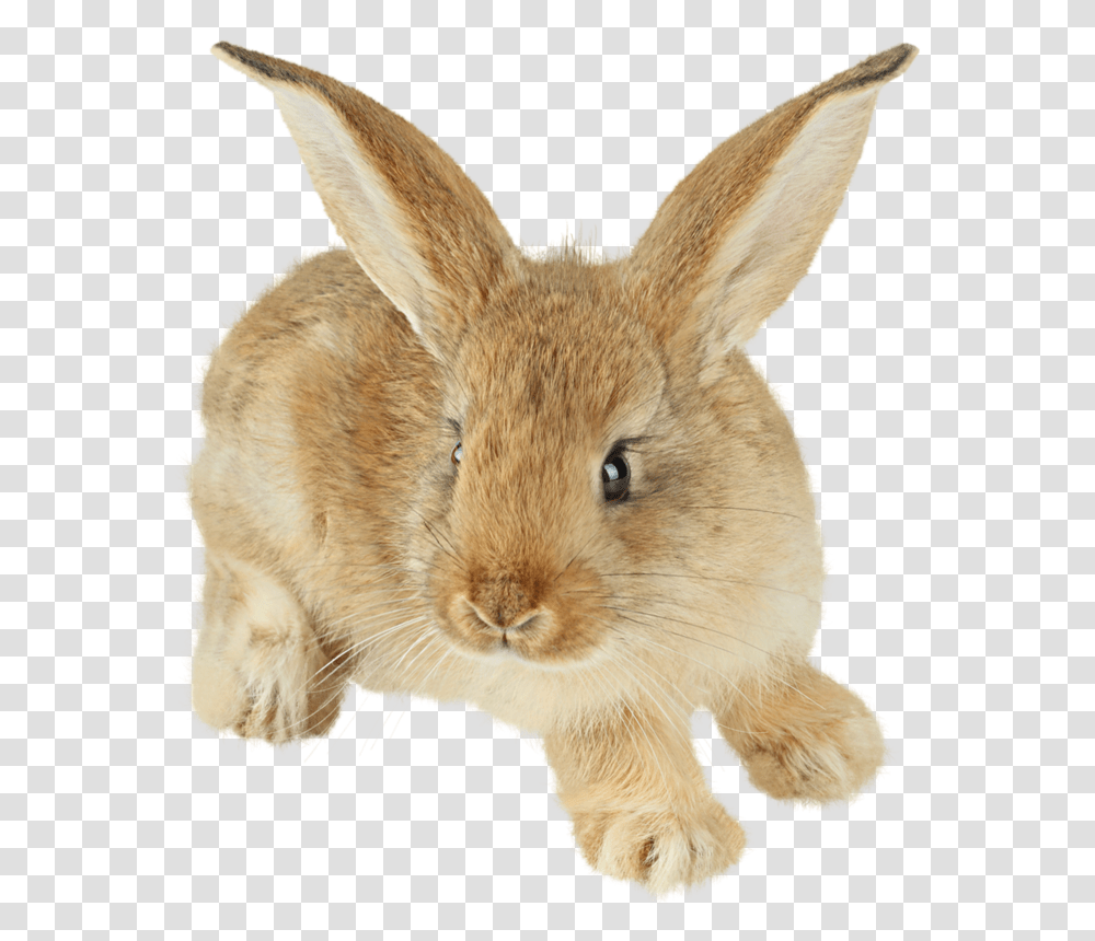 Rabbit, Animals, Hare, Rodent, Mammal Transparent Png