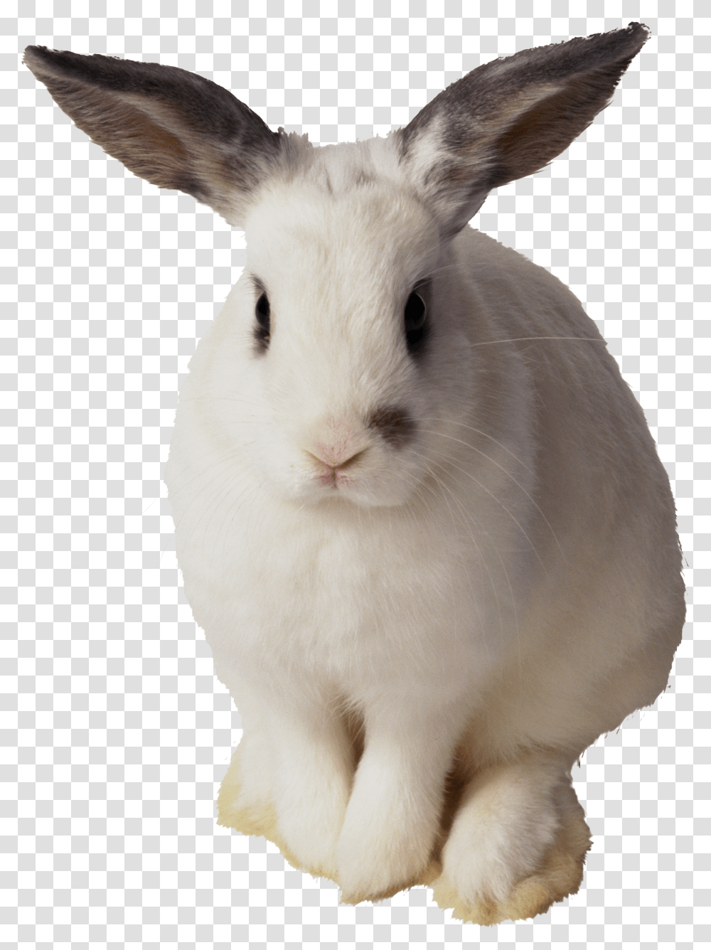 Rabbit, Animals, Mammal, Rodent, Cat Transparent Png