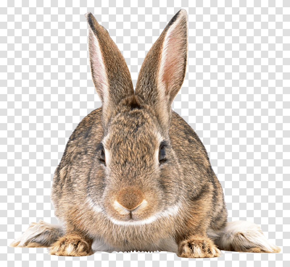 Rabbit, Animals, Rodent, Mammal, Bunny Transparent Png