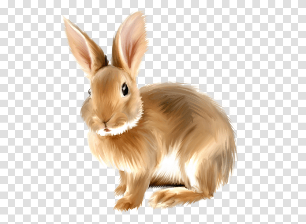 Rabbit, Animals, Rodent, Mammal, Bunny Transparent Png