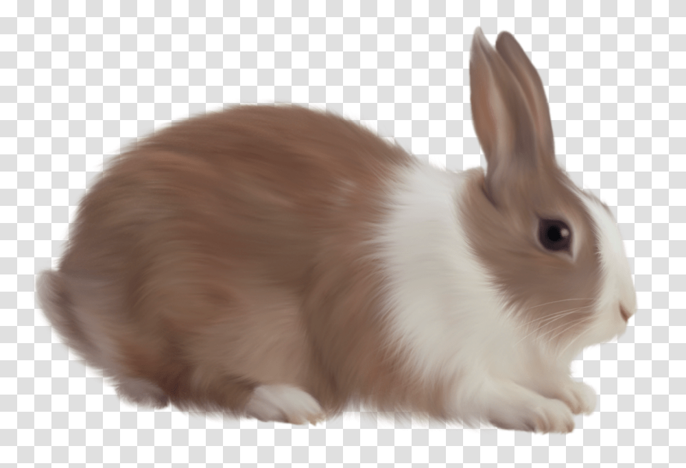 Rabbit, Animals, Rodent, Mammal, Bunny Transparent Png