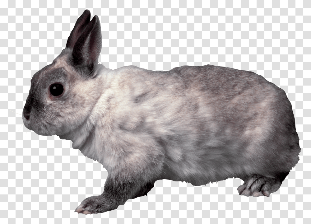 Rabbit, Animals, Rodent, Mammal, Bunny Transparent Png