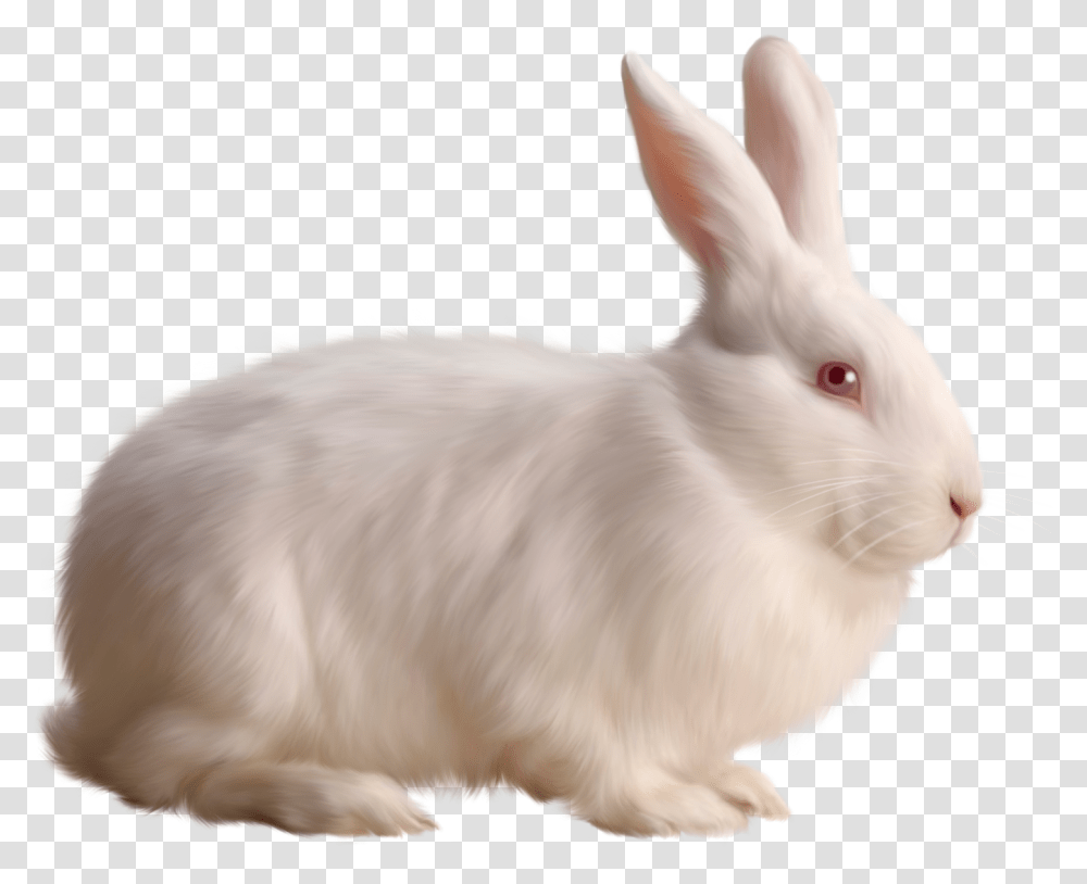 Rabbit, Animals, Rodent, Mammal, Hare Transparent Png