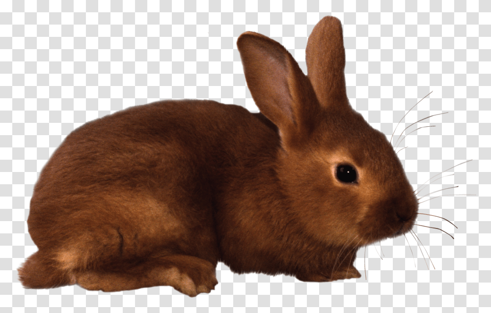 Rabbit, Animals, Rodent, Mammal, Hare Transparent Png