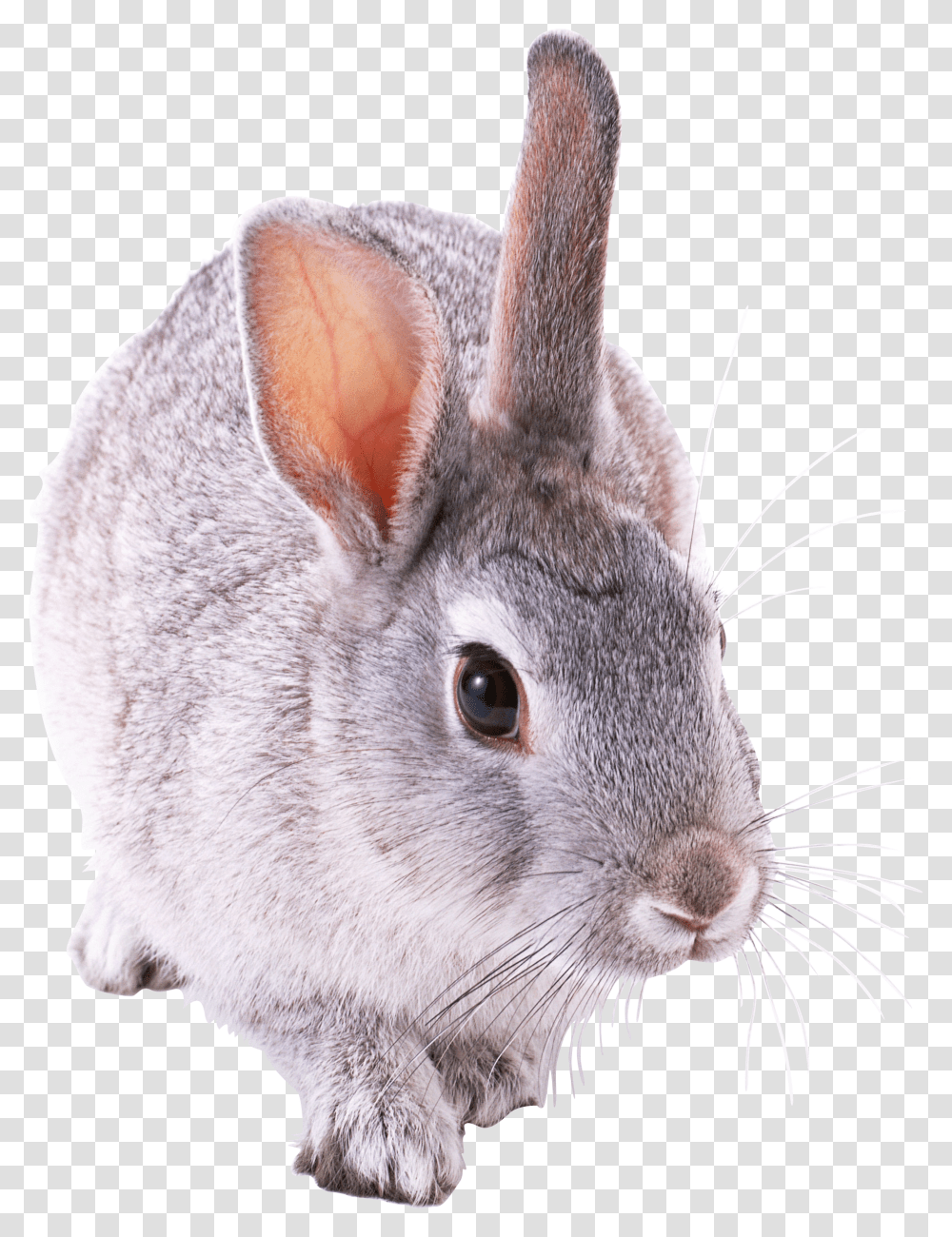 Rabbit, Animals, Rodent, Mammal, Rat Transparent Png