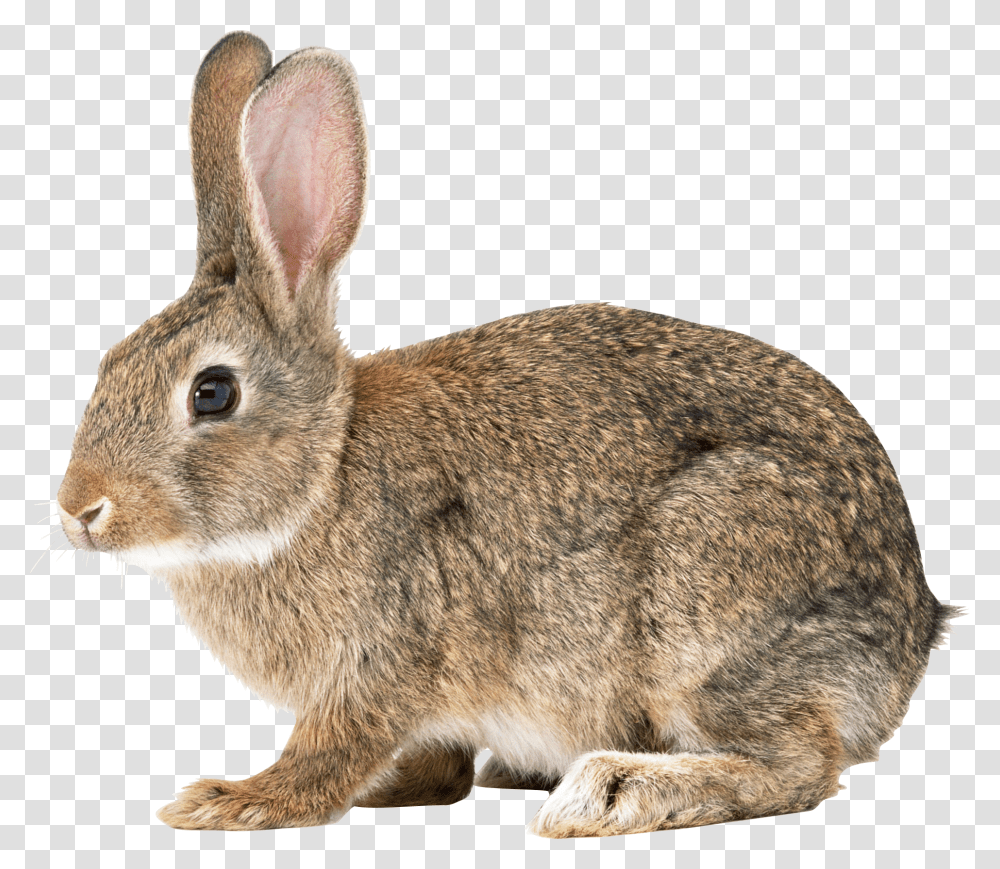 Rabbit, Animals, Rodent, Mammal, Rat Transparent Png