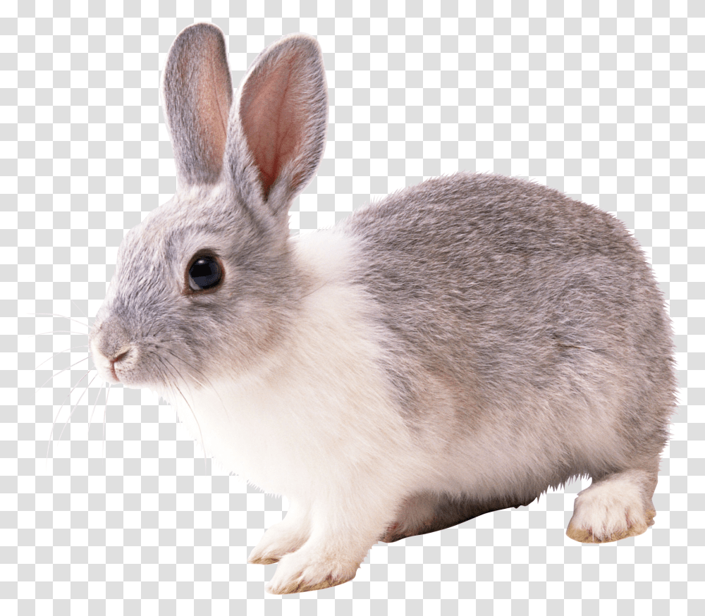 Rabbit, Animals, Rodent, Mammal, Rat Transparent Png