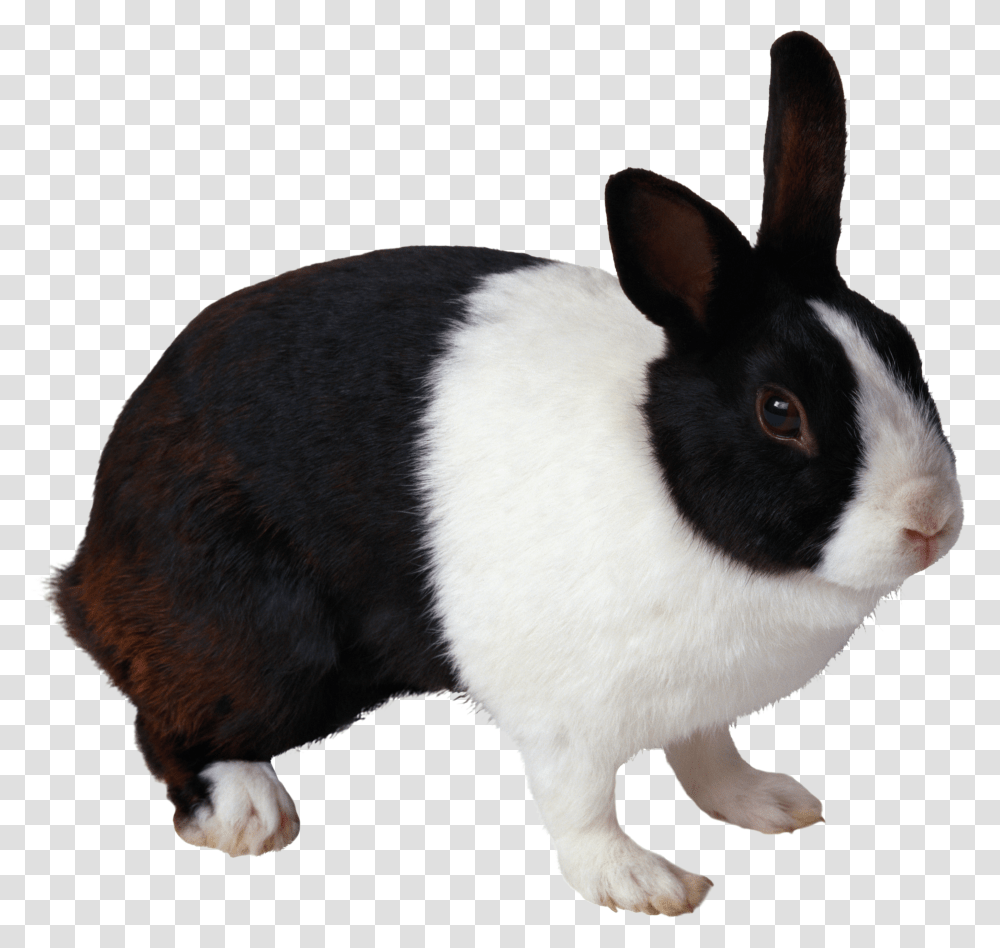 Rabbit, Animals Transparent Png