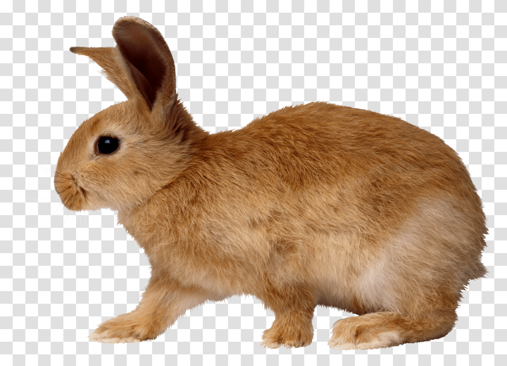 Rabbit, Animals Transparent Png