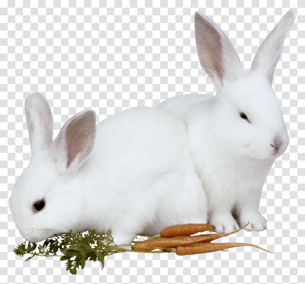 Rabbit, Animals Transparent Png