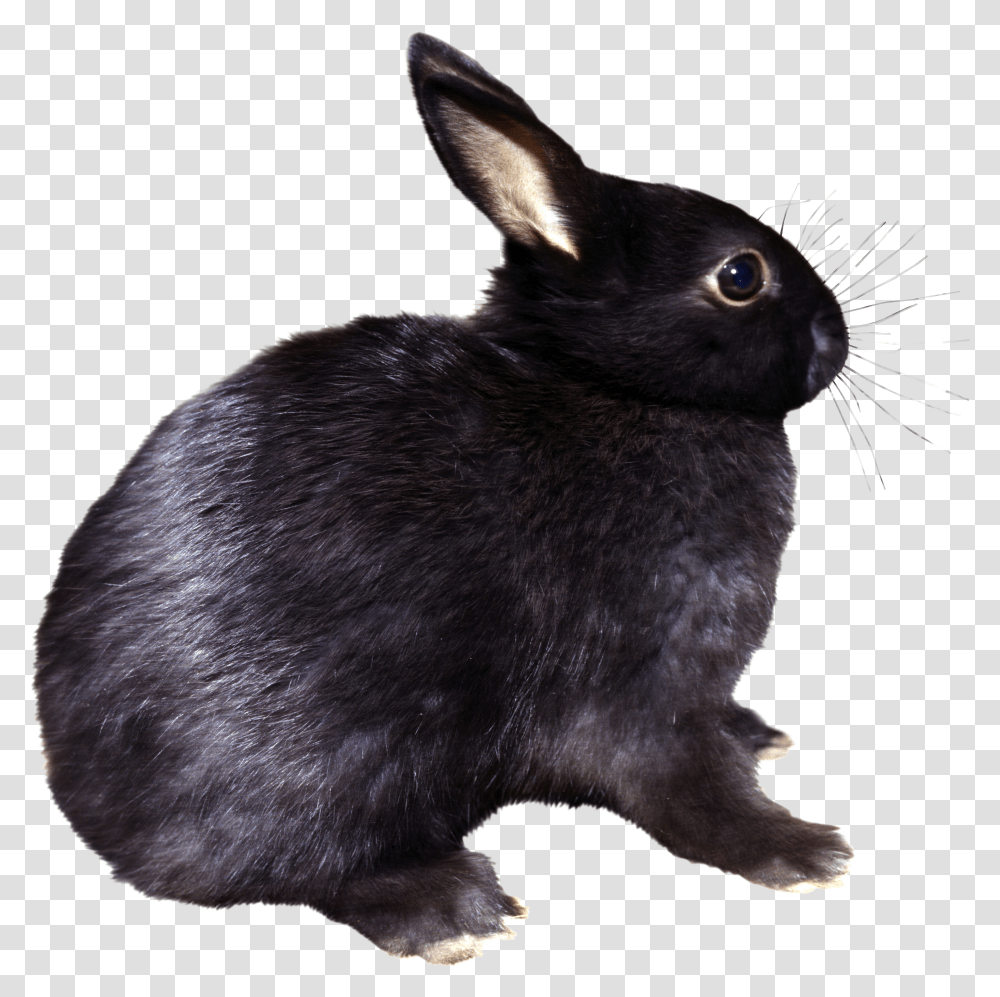 Rabbit, Animals Transparent Png