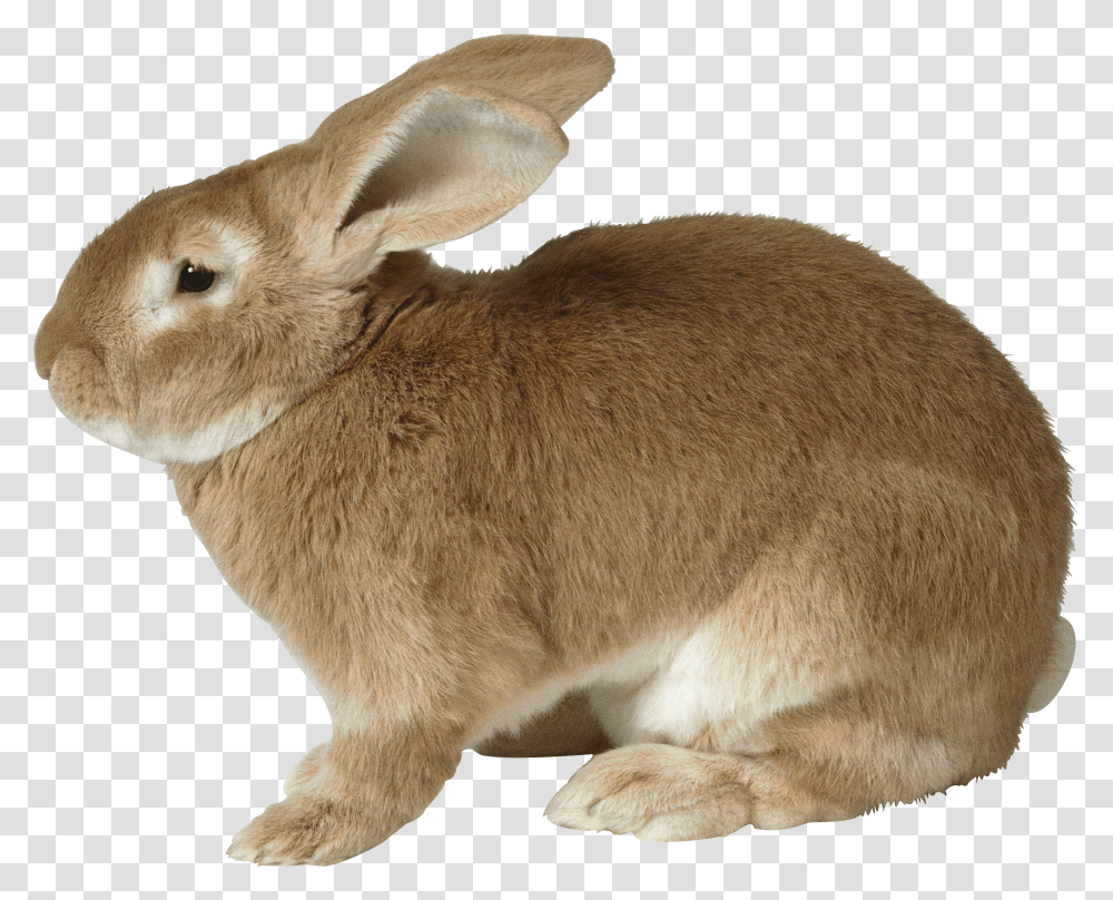 Rabbit, Animals Transparent Png