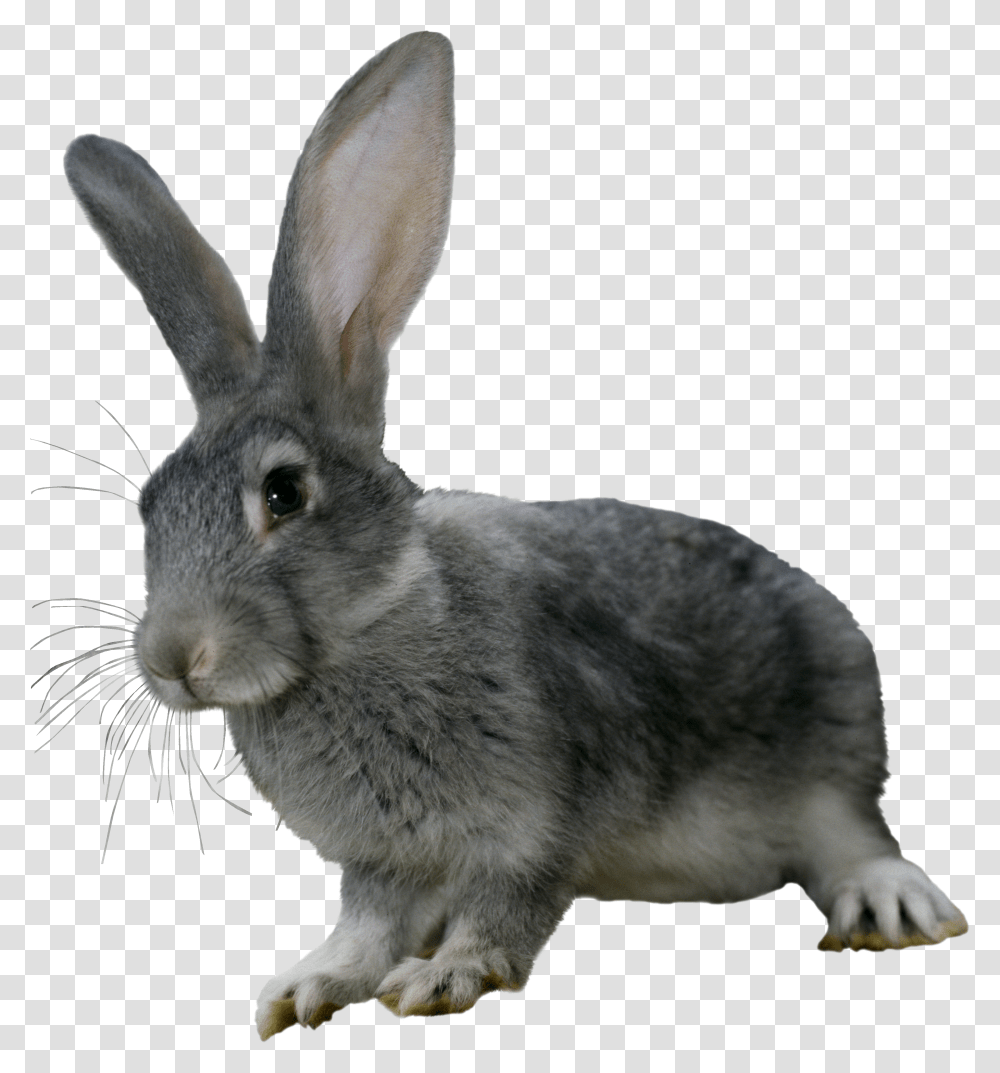 Rabbit, Animals Transparent Png