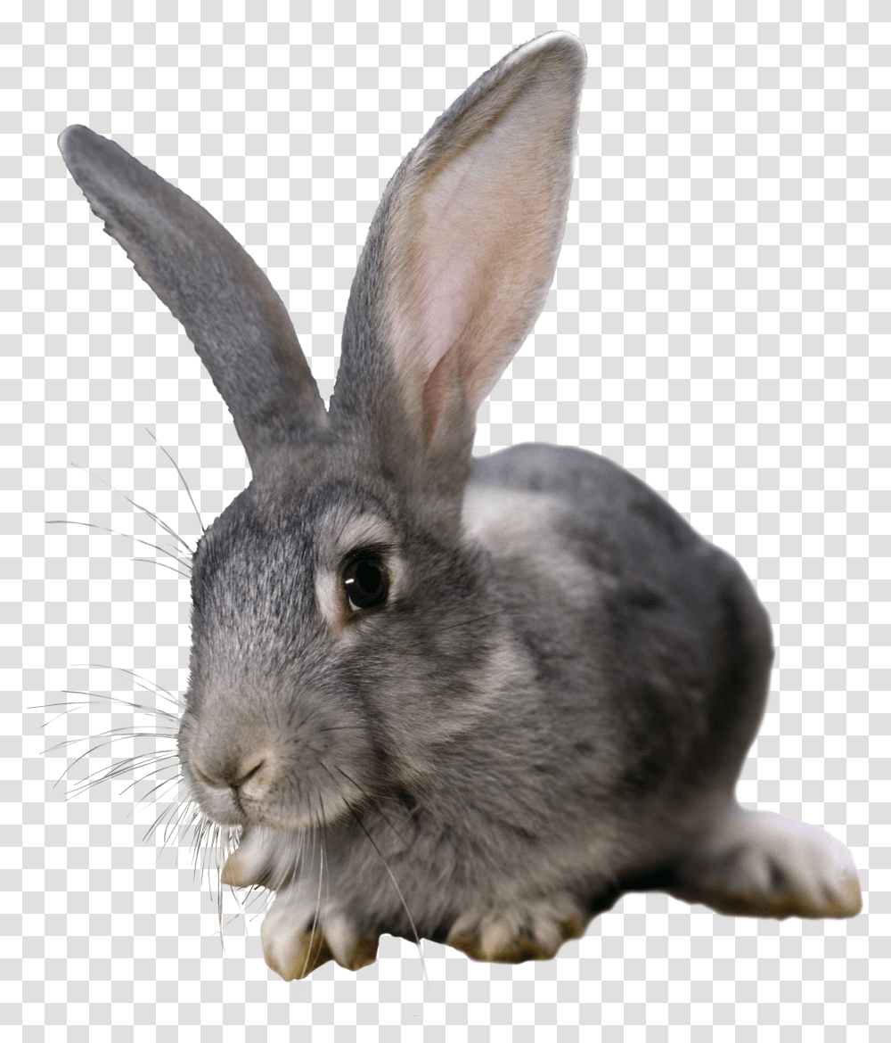 Rabbit, Animals Transparent Png