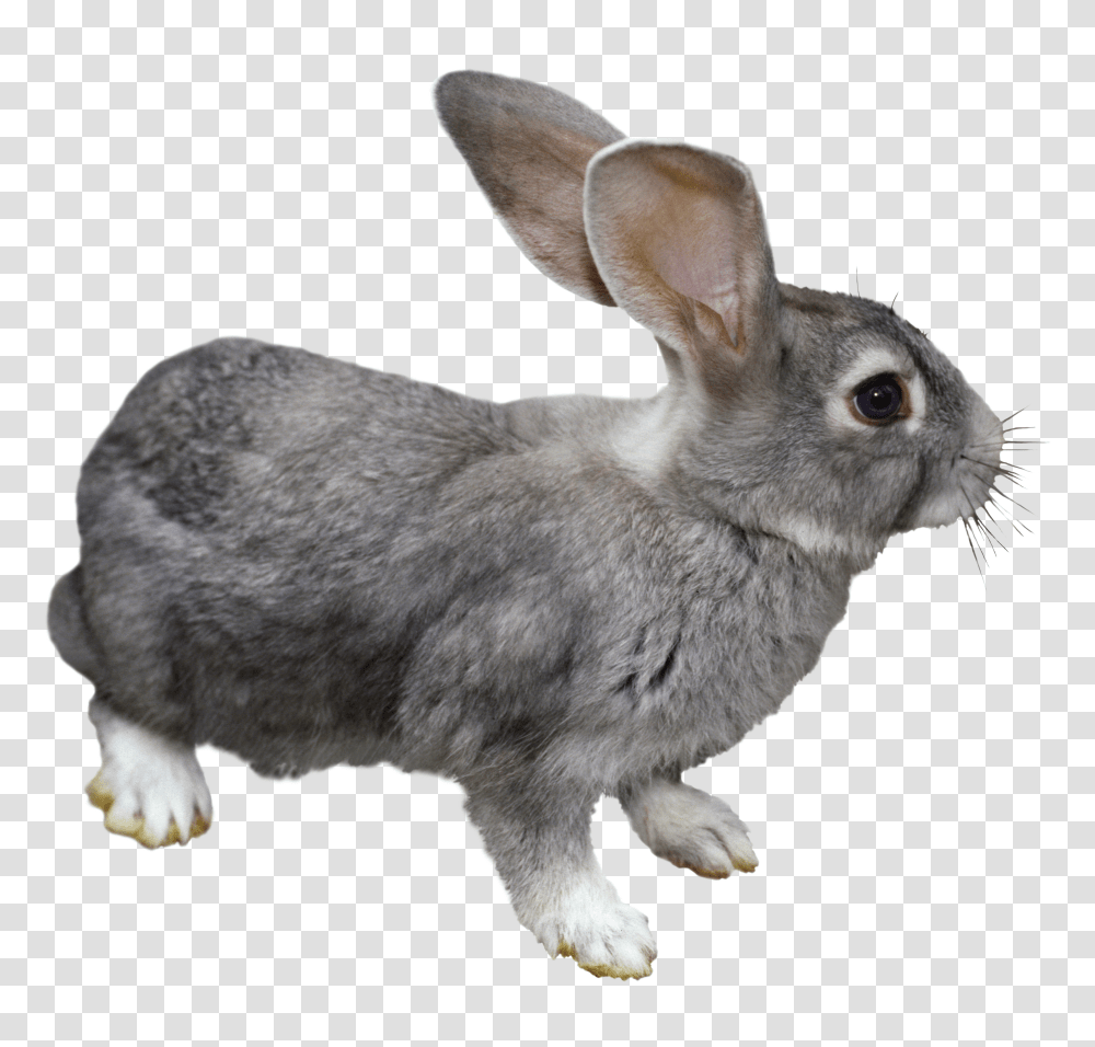 Rabbit, Animals Transparent Png