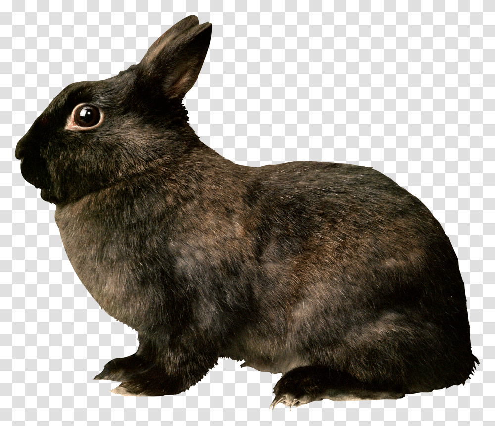 Rabbit, Animals Transparent Png