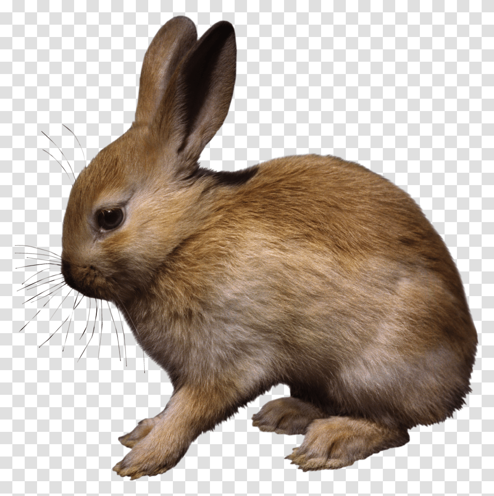 Rabbit, Animals Transparent Png