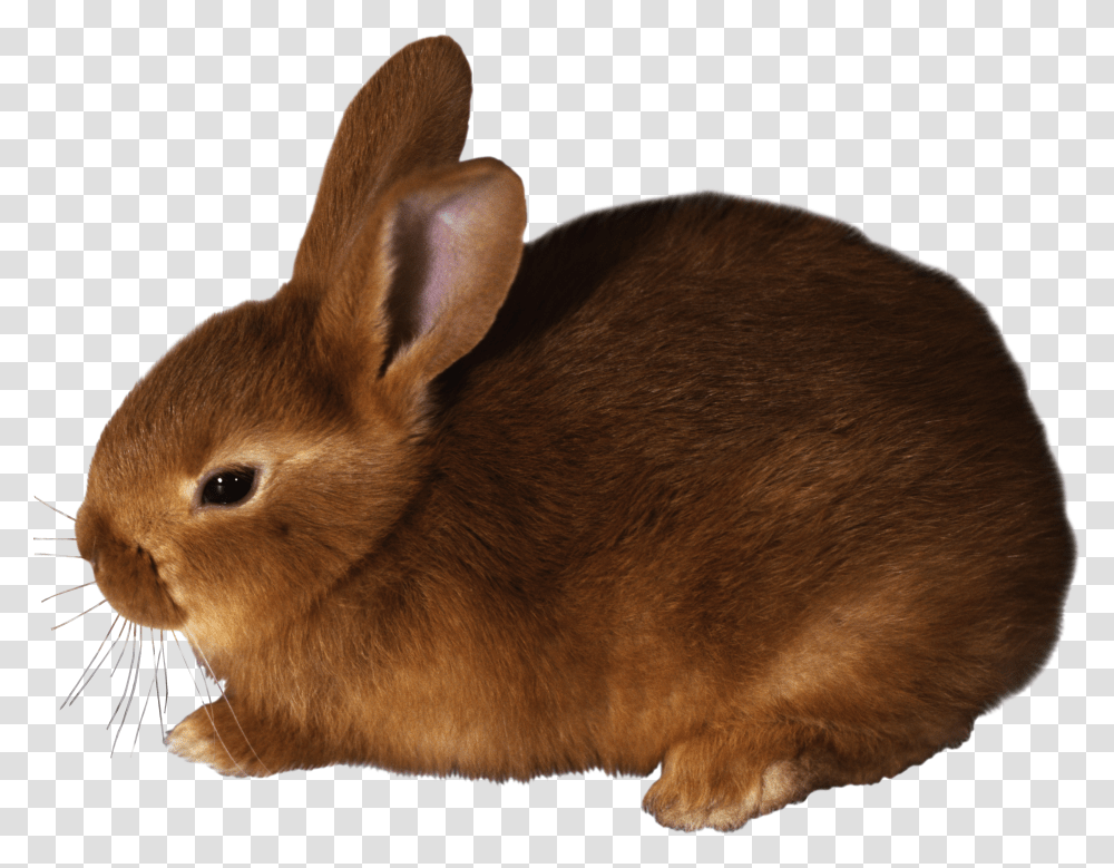 Rabbit, Animals Transparent Png