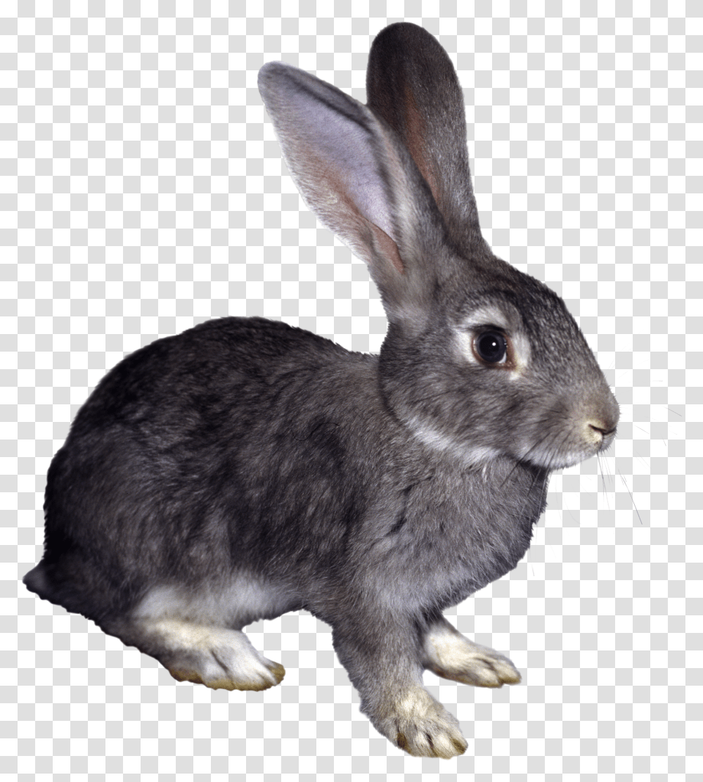 Rabbit, Animals Transparent Png