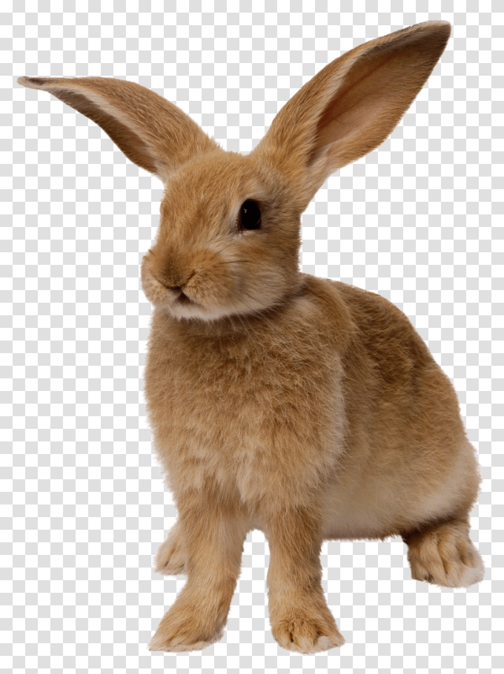 Rabbit, Animals Transparent Png