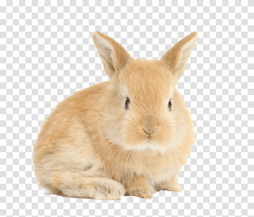 Rabbit Background Baby Bunny, Rodent, Mammal, Animal, Pet Transparent Png