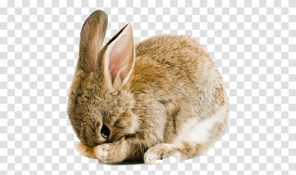 Rabbit Bunny Background Bunny Clipart, Cat, Pet, Mammal, Animal Transparent Png