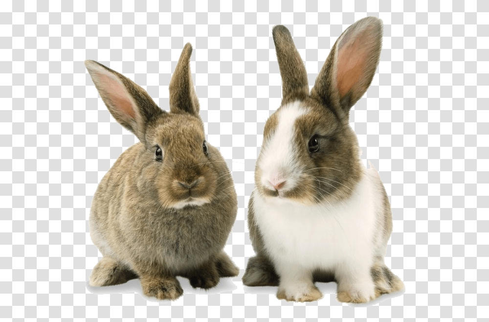 Rabbit Bunny Background Image Rabbit, Hare, Rodent, Mammal, Animal Transparent Png