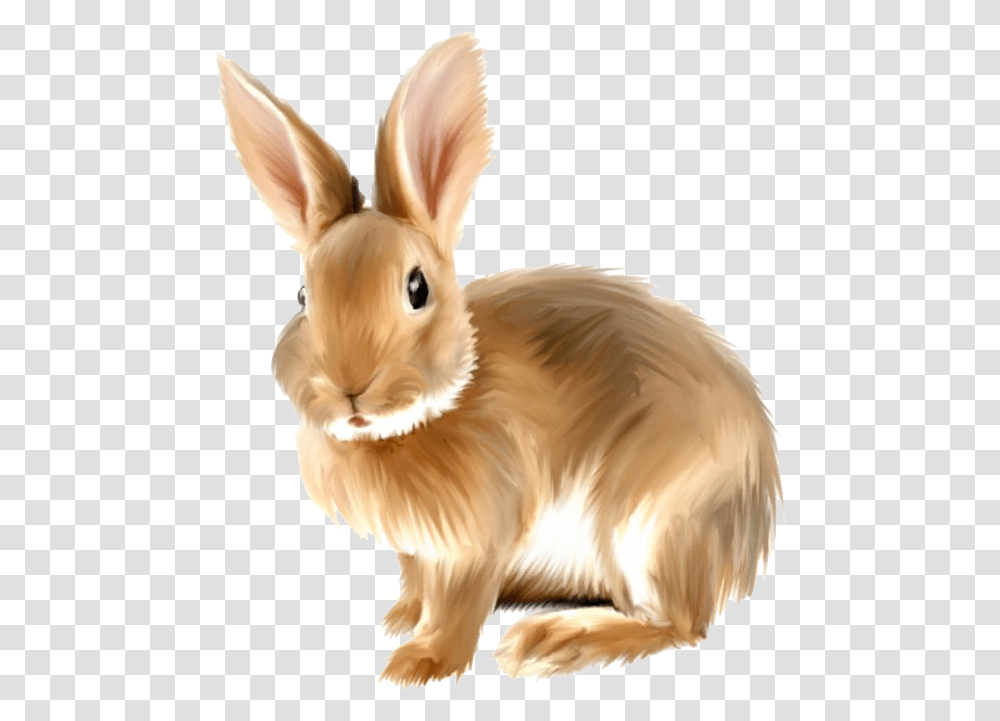 Rabbit Bunny Background Rabbit Clipart, Rodent, Mammal, Animal, Bird Transparent Png