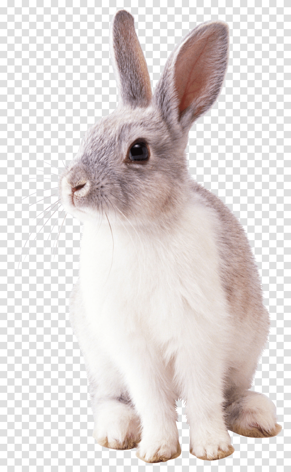 Rabbit, Cat, Pet, Mammal, Animal Transparent Png
